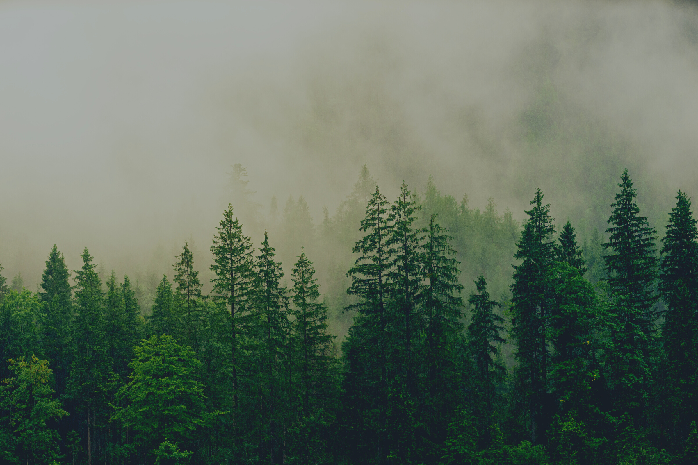 Forest Covered in White Fog